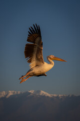 Obraz premium Great white pelican flies over snow-capped mountains