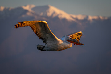 Pelican flies by mountains in golden light