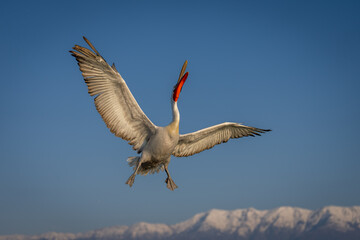 Pelican flies opening bill near snow-capped mountains