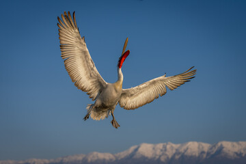 Pelican flies opening beak near snow-capped mountains
