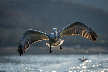 Pelican flies backlit over water spreading wings