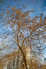 A snow-covered tree on the background of a multi-storey residential building