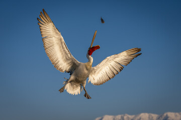 Pelican flies opening bill to catch fish