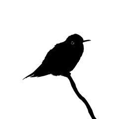 Perched Hummingbird Silhouette, can use Art Illustration, Website, Logo Gram, Pictogram or Graphic Design Element. Vector Illustration