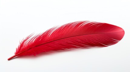 a red feather on a white background