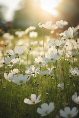 a field of white flowers