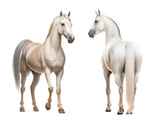 Two white arabian horse, front and back view, isolated background