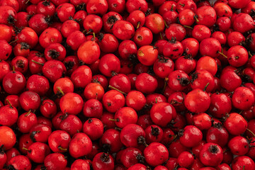 pile of red hawthorn berries full frame background and texture
