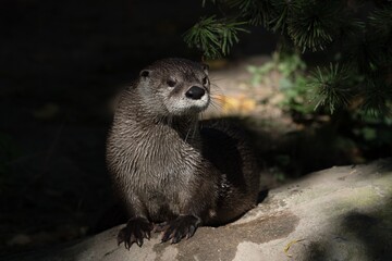 otter on the rock