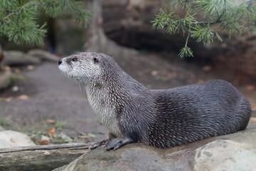 otter on the rock