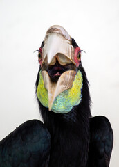 Wreathed Hornbill (Rhyticeros undulatus) in its Natural Glory