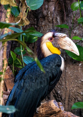 Wreathed Hornbill (Rhyticeros undulatus) in its Natural Glory