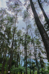 Lush Growth of Pine Trees in the Forest