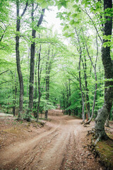 big tall trees in the forest travel trekking