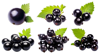 Blackcurrant black currant cassis Ribes nigrum, many angles and view side top front group bunch isolated on transparent background cutout, PNG file. Mockup template for artwork graphic design - obrazy, fototapety, plakaty