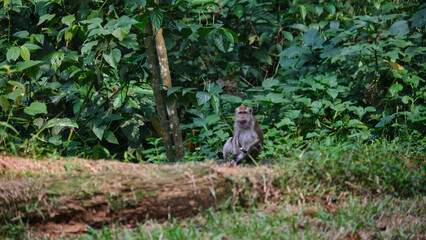 Perched Wild Monkey on a Fallen Tree Trunk