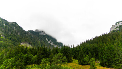 mountain view forest landscape Poland Zakopane