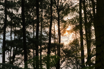 Fototapeta premium Golden Afternoon Light Amongst Trees