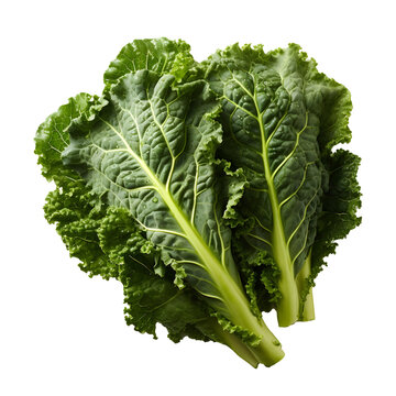 Kale png. Fresh lettuce leaf png. Spinach png. Green leafy vegetable png. Kale top view png. Kale flat lay png. Leaf cabbage png. Brassica oleracea png