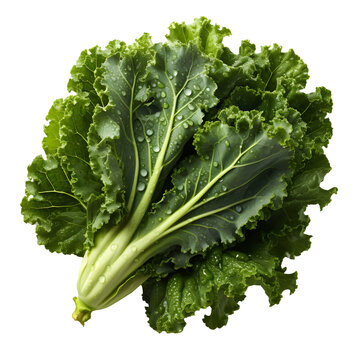 Kale png. Fresh lettuce leaf png. Spinach png. Green leafy vegetable png. Kale top view png. Kale flat lay png. Leaf cabbage png. Brassica oleracea png