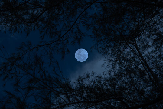 Tree branch silhouette with full moon in the night.