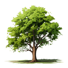 Illustration of a dense Hickory green tree with a full canopy and a thick trunk.