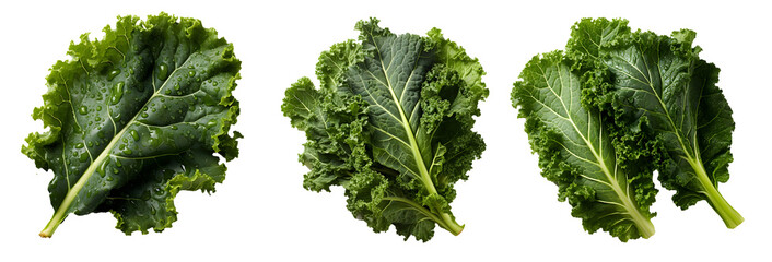 Kale png. Fresh lettuce leaf png. Spinach png. Green leafy vegetable png. Kale top view png. Kale flat lay png. Leaf cabbage png. Brassica oleracea png. Kale set png - Powered by Adobe