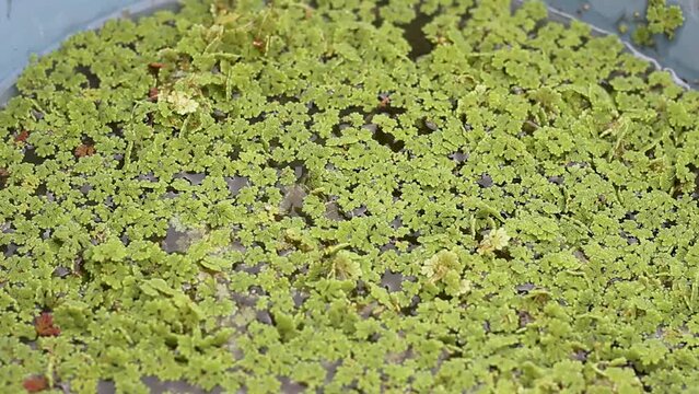 Cultivation of azolla grass or which has the Latin name Azolla Microphylla. for animal feed.