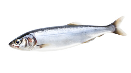 Raw fresh herring fish isolated on white background  - obrazy, fototapety, plakaty