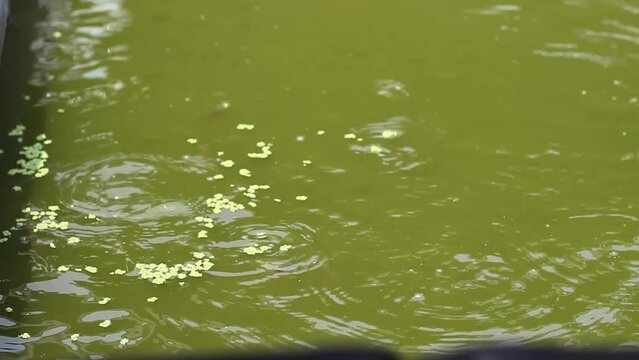 feed fish in ponds with azolla grass or which has the Latin name Azolla Microphylla.