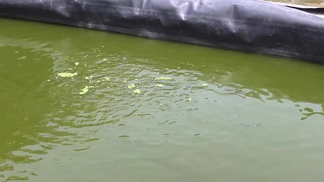 feed fish in ponds with azolla grass or which has the Latin name Azolla Microphylla.
