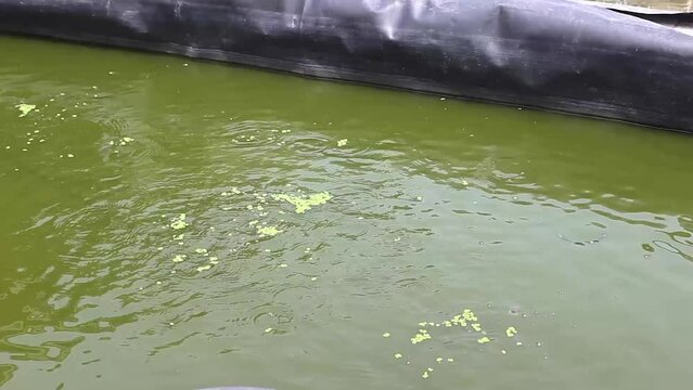 feed fish in ponds with azolla grass or which has the Latin name Azolla Microphylla.