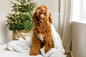 Close up portrait of a young brown labradoodle dog is proudly sitting in front a decorated christmas tree. Cute puppy play at home, new year decorated interior.