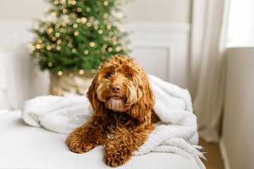 Close up portrait of a young brown labradoodle dog is proudly sitting in front a decorated christmas tree. Cute puppy play at home, new year decorated interior.