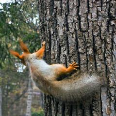 Red squirrel got ready to pounce.