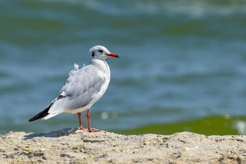 seagull on the beach, the sea in background