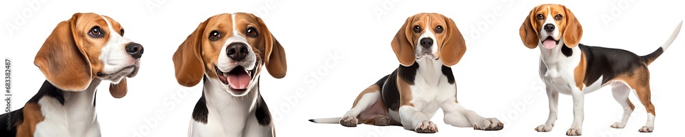 Poster beagle dog breed puppy isolated