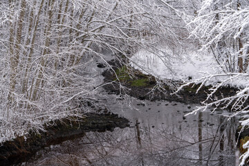 snow covered branches