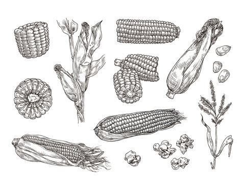 Hand drawn sweet corn. Maize plant engraving, corn cobs and sketch popcorn isolated vector illustration set