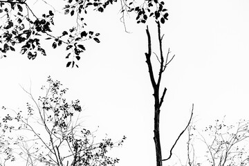 black tree branches with leaves silhouettes on white background. Minimalist landscape.