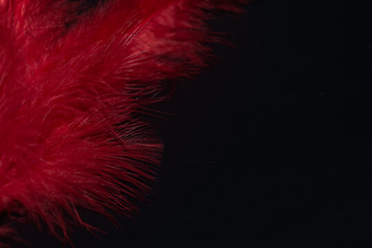 feather, red  on black  background.