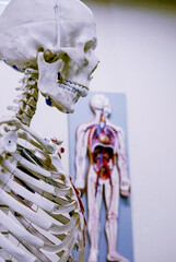 Human skeleton used in medical school classes.