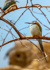 White-throated Bee-eater (Merops albicollis) spotted outdoors