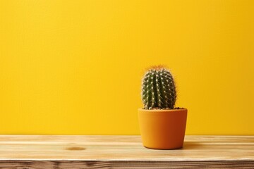 Small cactus on a rustic table against yellow walls