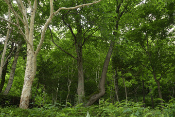 Fototapeta premium 北海道の雑木林