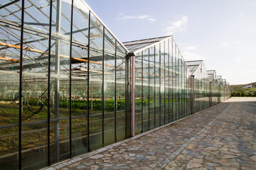 Obraz premium Glass greenhouses in sunlight