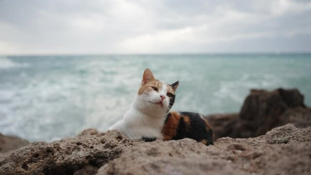 A Multicolored Cat Lies on a Rock by the Raging Stormy Sea. It's Content and Calm. The Concept of Enjoying Life in Any Circumstances.