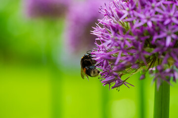 One bumblebee collects nectar and pollen from a purple flower on a blurred green background.
