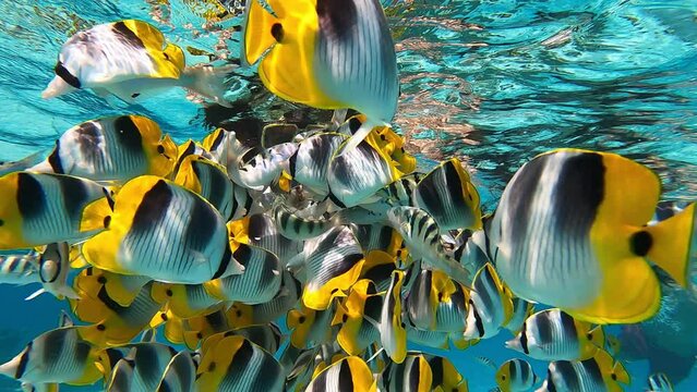 Banc de poisson papillons sur la barriere de corail a borabora 