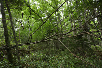 北海道の雑木林